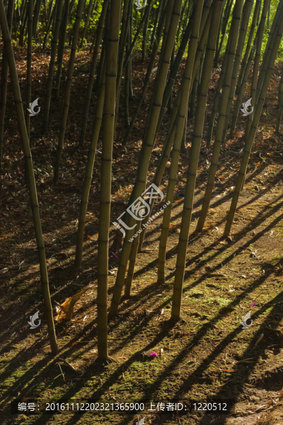 竹林中的戲劇陰影（1）