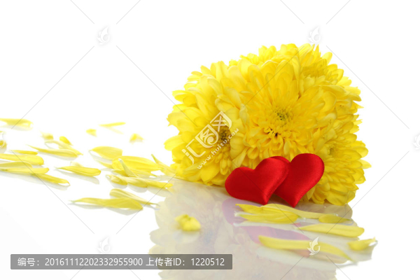 兩紅心Yellow,chrysanthemums