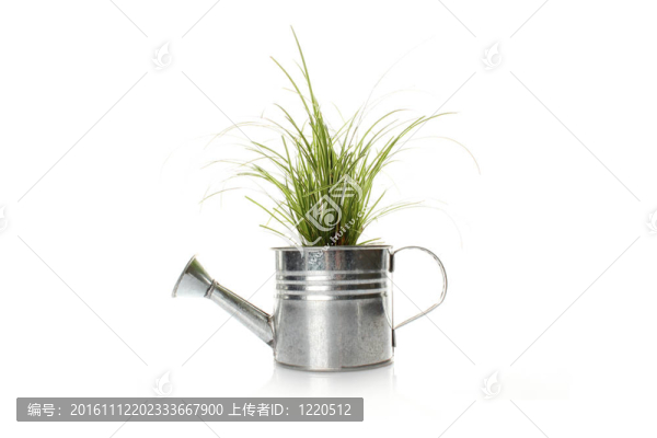 用綠色植物澆水