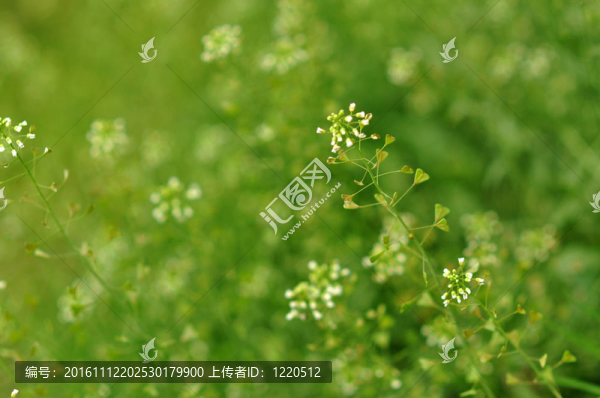 春天的時(shí)候