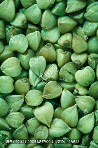 綠色蕎麥