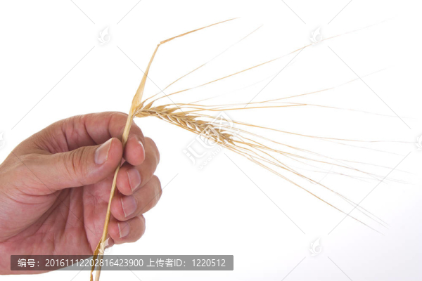 手上的黑麥耳朵