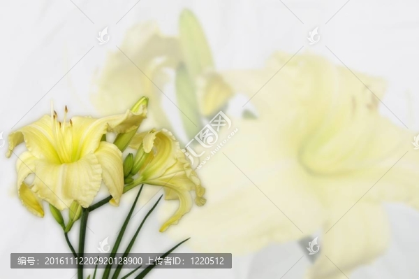 黃花菜的壁紙
