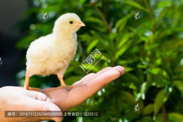 手抱著一個(gè)小小雞