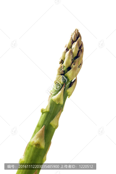 綠蘆筍