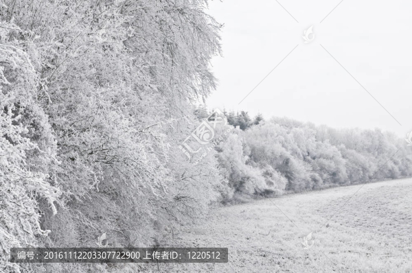 霜在樹上