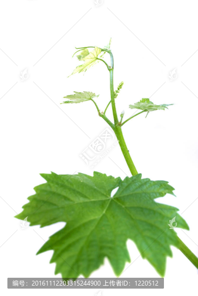 葡萄枝