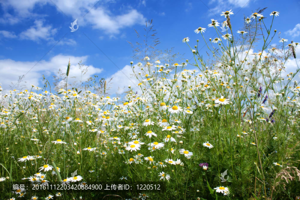 瑪格麗特雛菊花