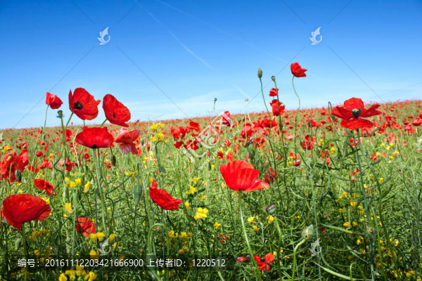 夏天的風(fēng)景