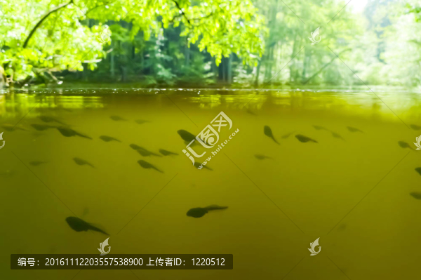 蝌蚪
