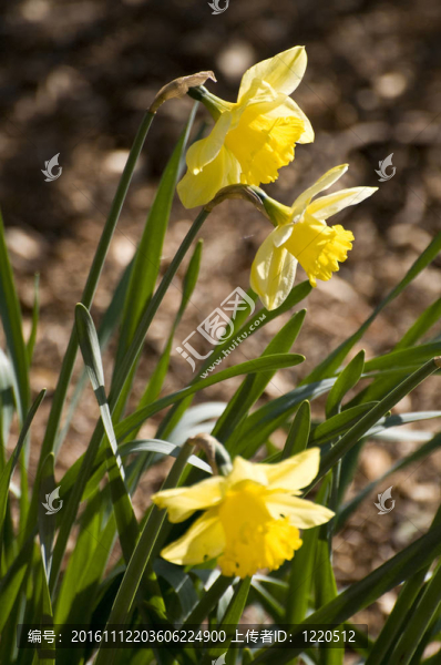 水仙花