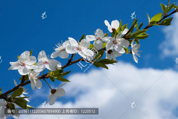 白色的春天的花朵