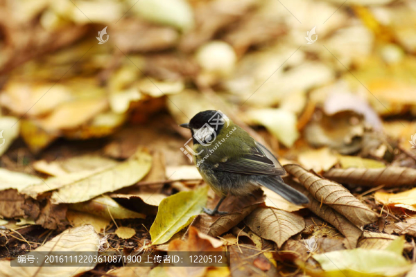 山雀的鳥