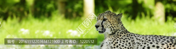 獵豹躺在草地上