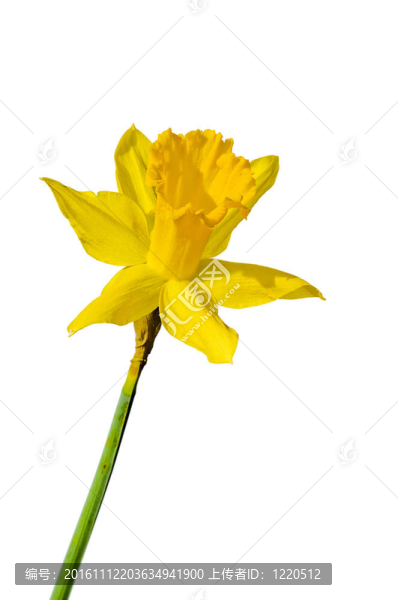 水仙花