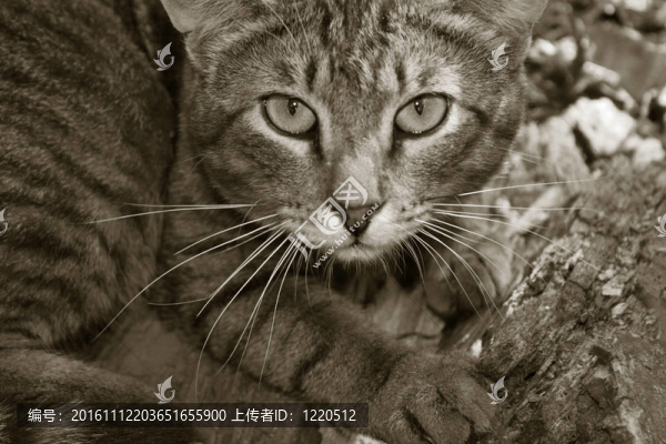 野生的貓