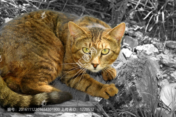 野生的貓