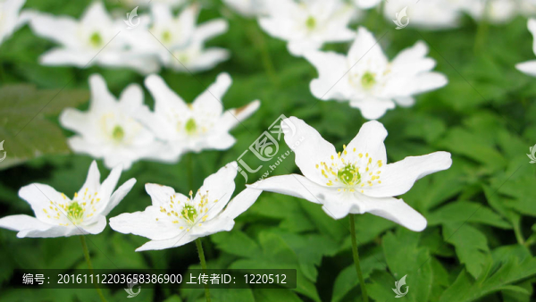 銀蓮花