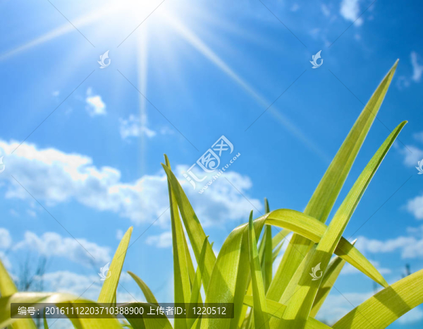 新鮮的青草-匯圖網(wǎng) www.fosd68.com 新鮮的青草