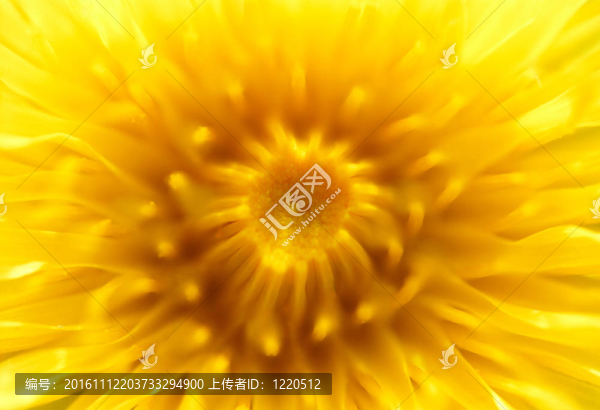 黃dandelion_1微距鏡頭