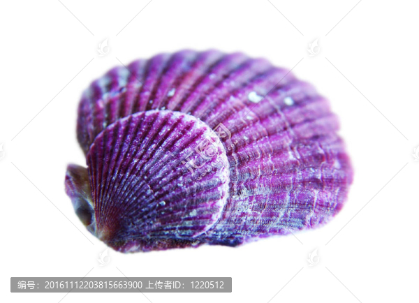 海貝殼-匯圖網(wǎng) www.fosd68.com 海貝殼