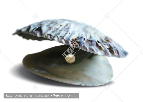 珍珠貝殼