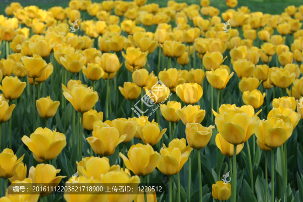 郁金香