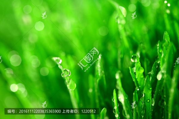 草自然背景