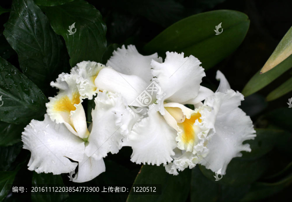 蘭花