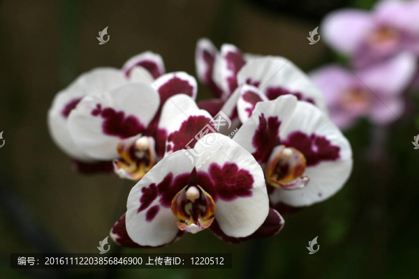 蘭花