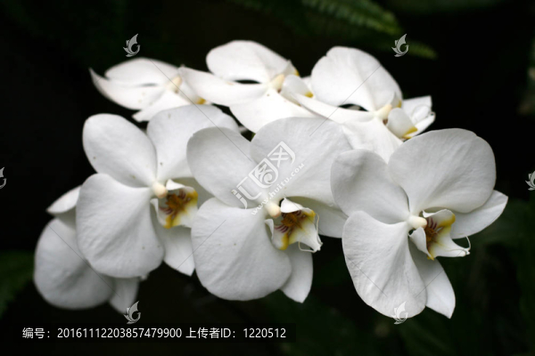 蘭花