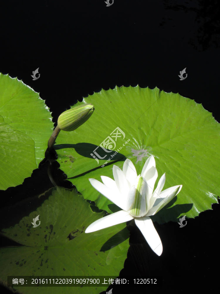 水百合
