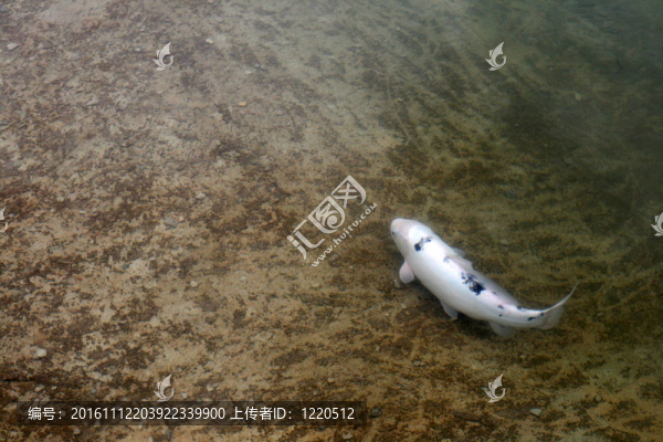 池塘裝飾鯉魚(yú)
