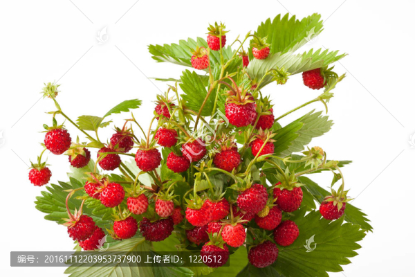草莓