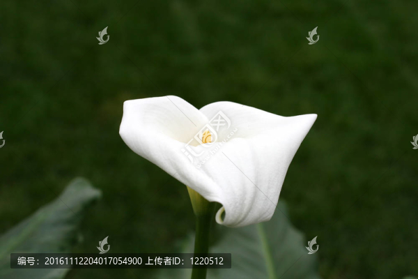 馬蹄蓮