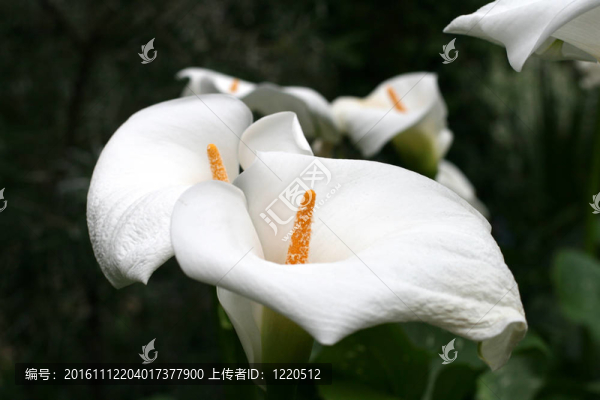 馬蹄蓮