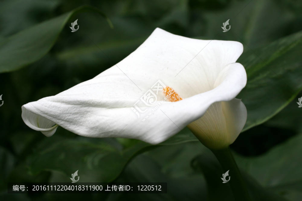 馬蹄蓮