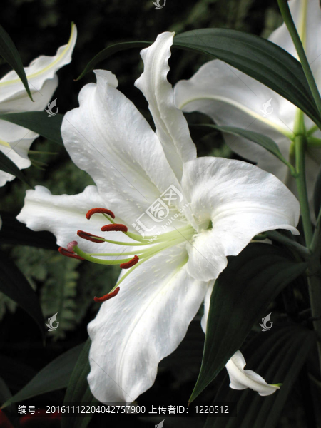 莉莉在花園里