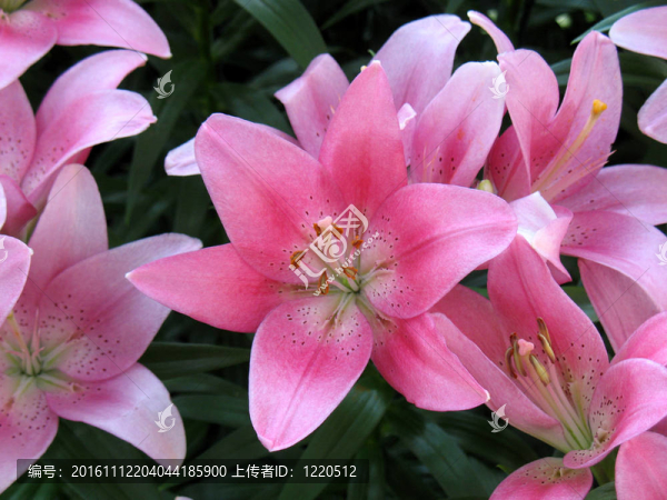 莉莉在花園里