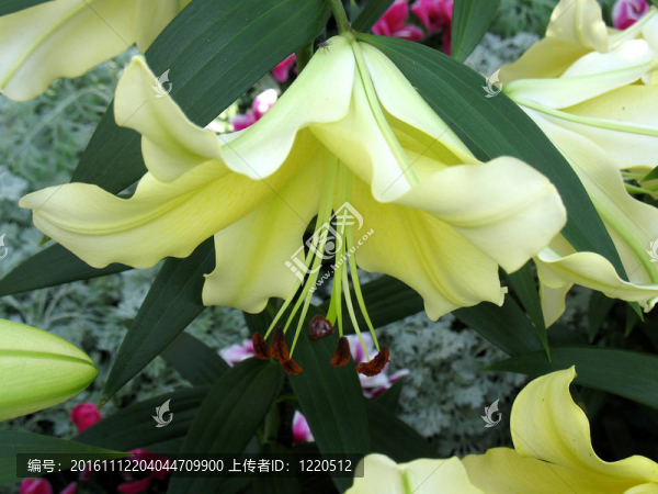 莉莉在花園里