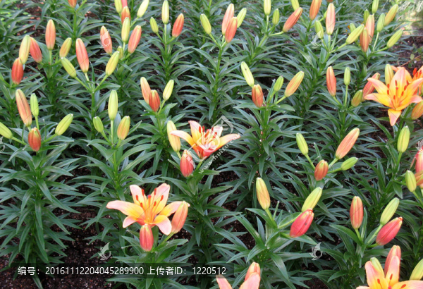 莉莉在花園里