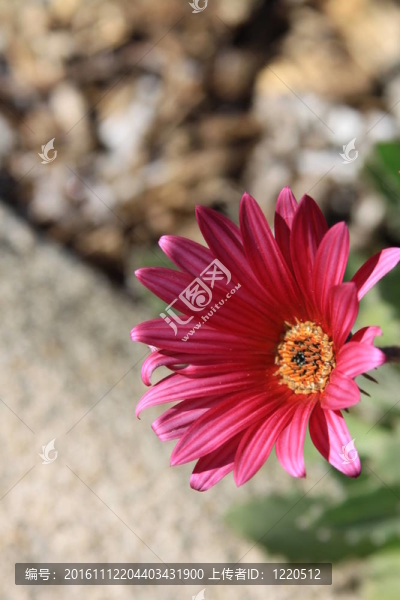 雛菊花