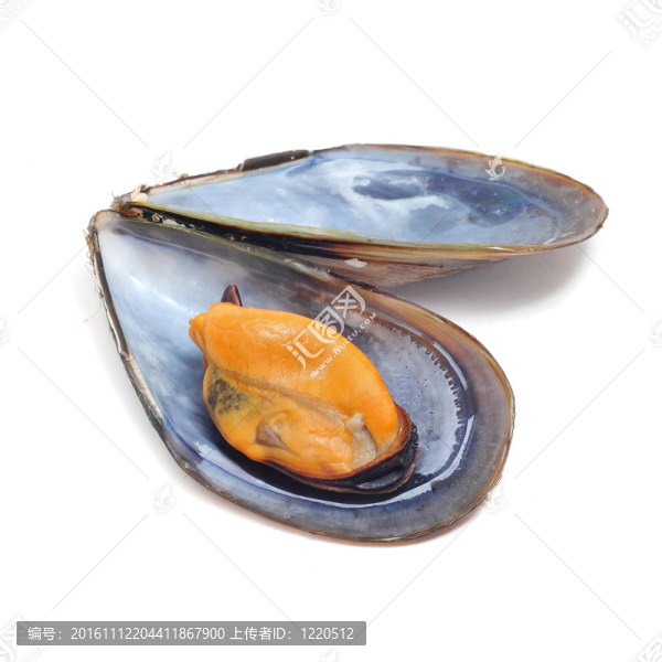 貽貝