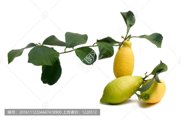 檸檬有機(jī)