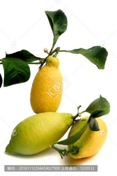 檸檬有機(jī)