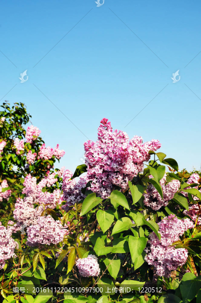 丁香花