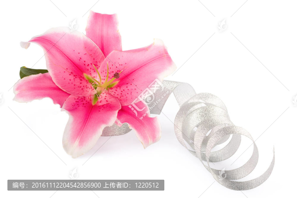 美麗的粉紅色百合花隔離在白色背景與S
