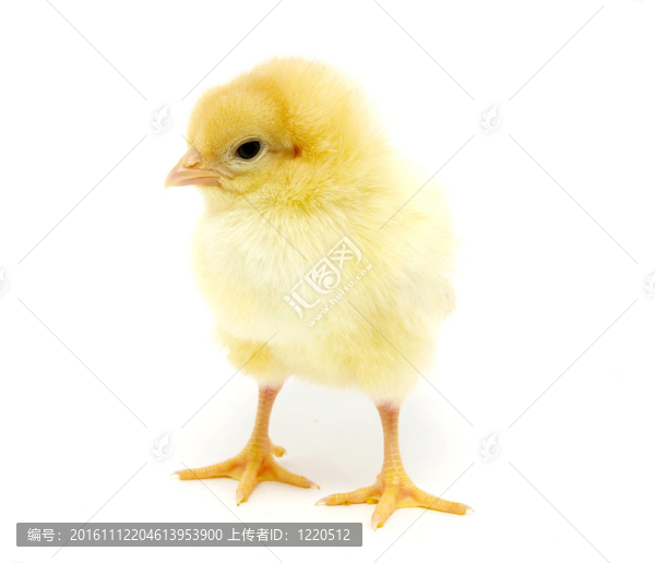 雞