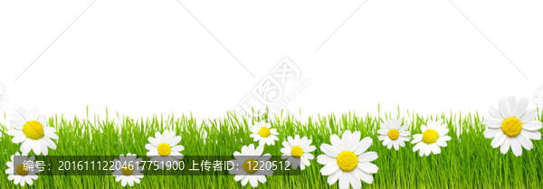 綠色的草和chamomiles