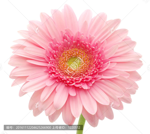 粉色非洲菊